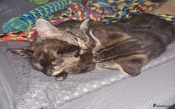 Mixed Breed cats for sale: Mixed breed Beautiful kittens - Image 11