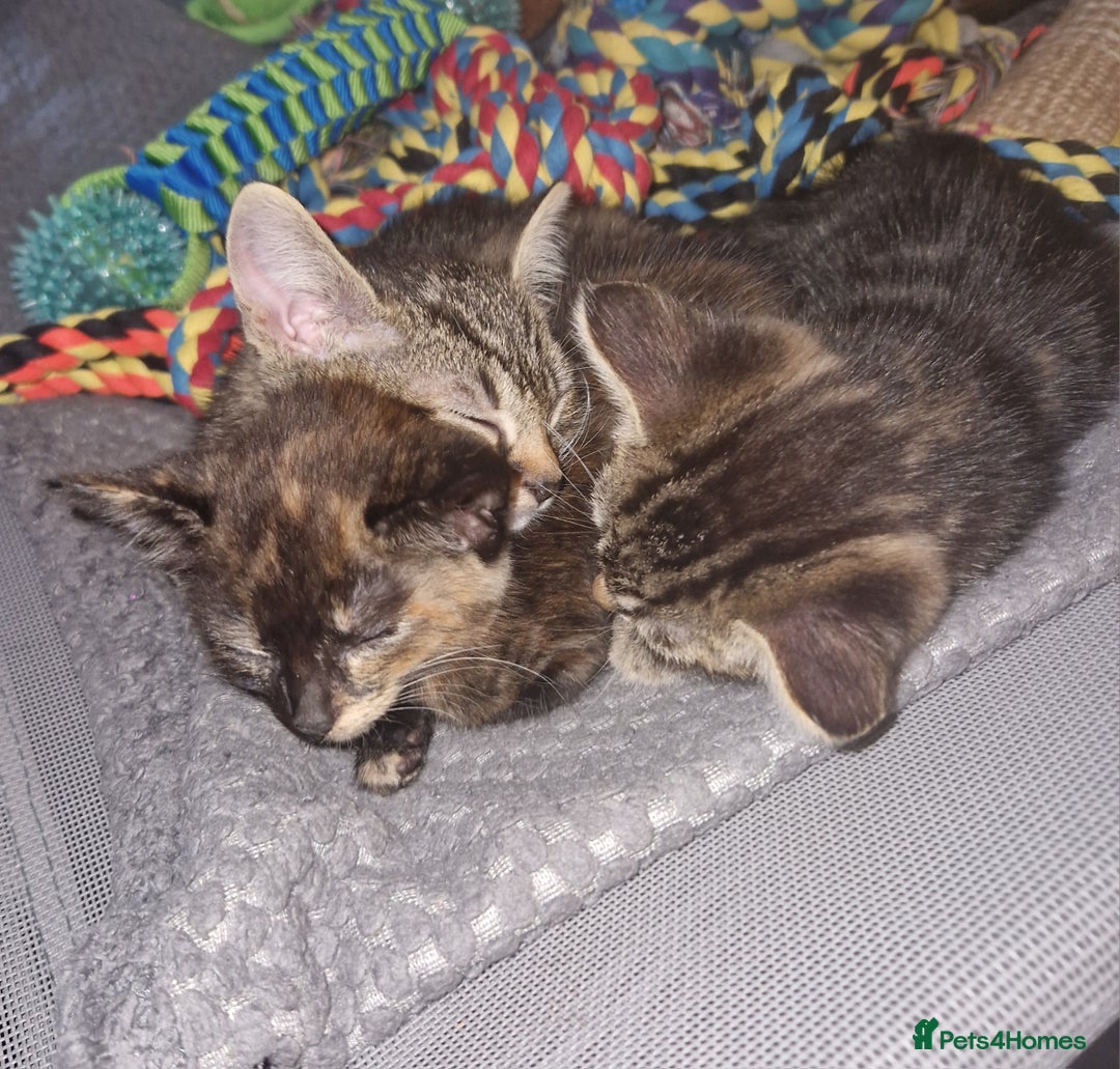 Mixed Breed cats for sale: Mixed breed Beautiful kittens - Image 11