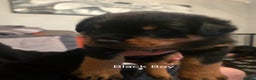 Rottweiler dogs for sale: ***Ready Now*** KC Registered Rottweiler Puppies - Advert 32