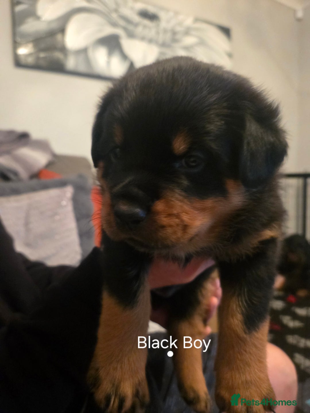 Rottweiler dogs for sale: ***Ready Now*** KC Registered Rottweiler Puppies - Advert 32