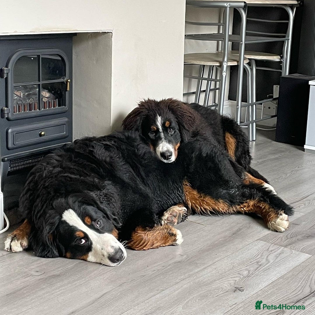Bernese Mountain Dog dogs for sale: Family pets looking for forever home  - Advert 11