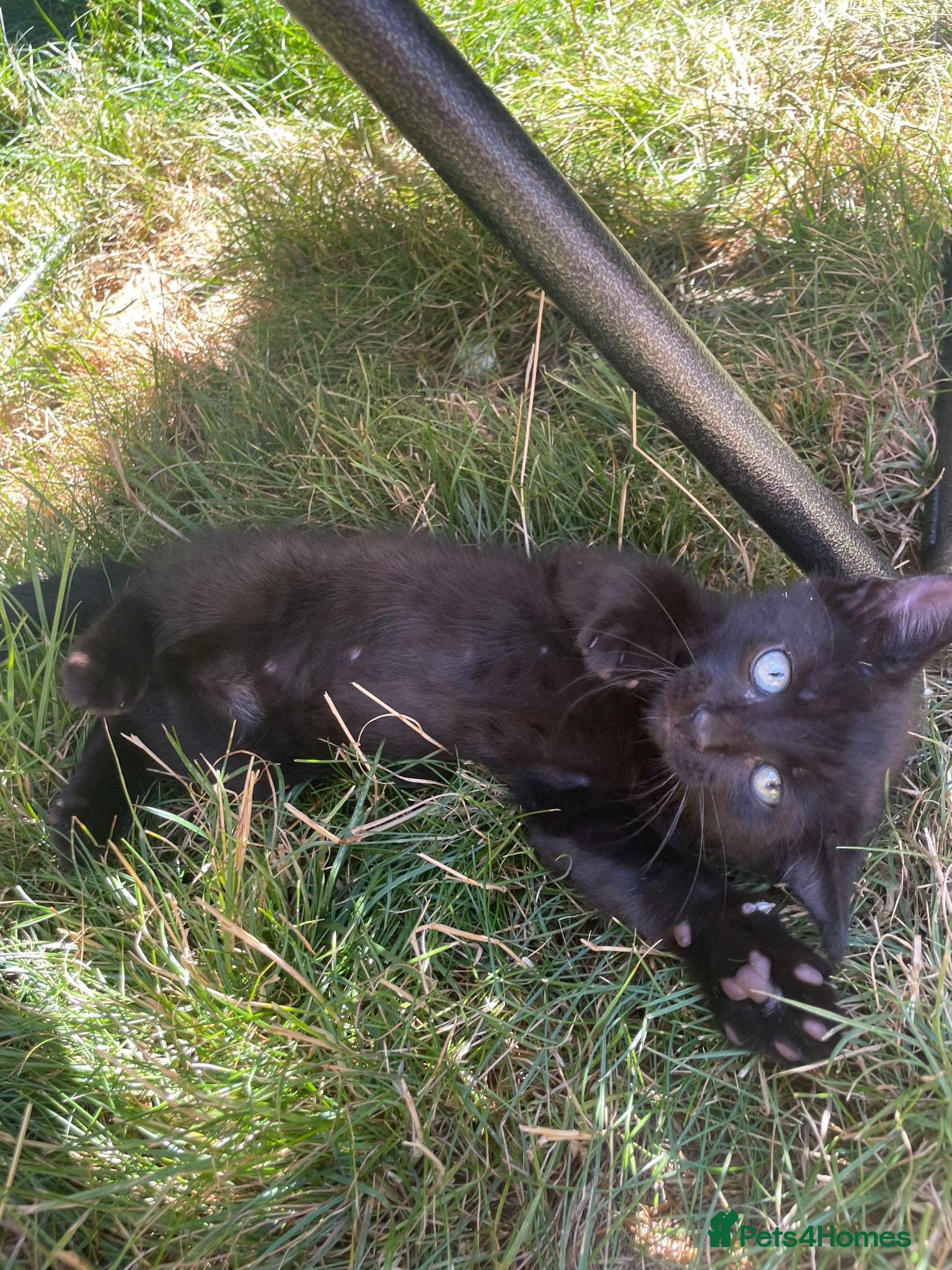 Mixed Breed cats Gorgeous little boy kitten  - Advert 14
