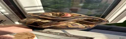 Python Snake reptiles for sale: Beautiful female Royal Pythons - Advert 5