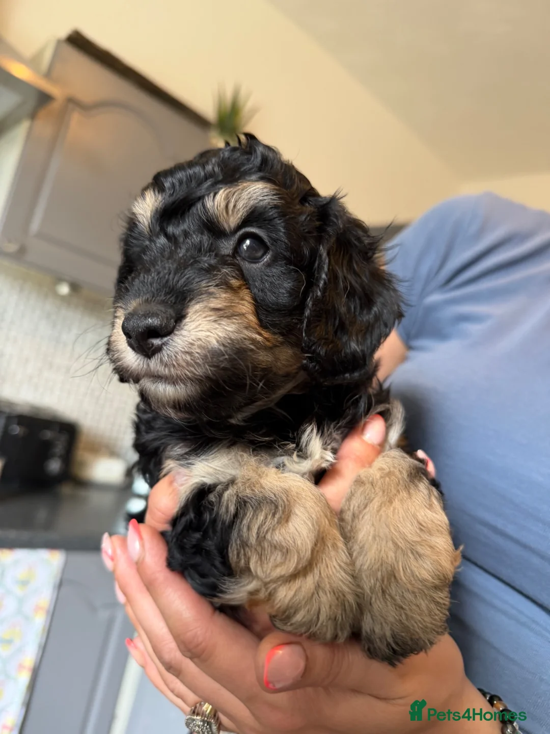 Jackapoo dogs for sale: ❌ 3 LEFT ❌ FB1 jackapoo puppies  - Advert 1