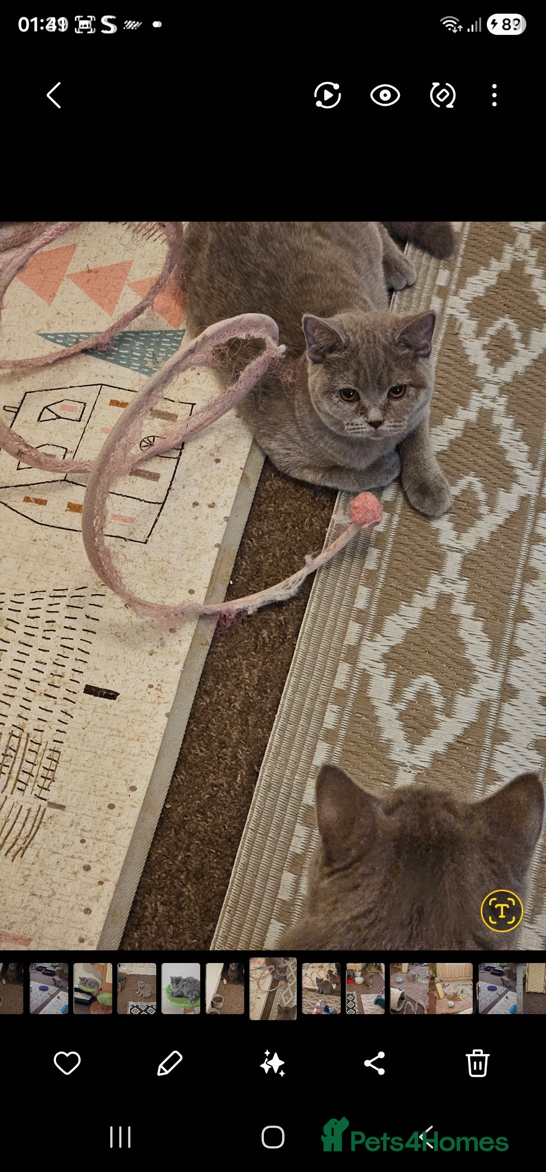 British Shorthair cats for sale: British shorthair and longhair  - Advert 2