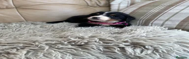 Bernese Mountain Dog 6