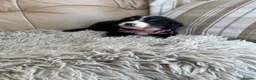 Bernese Mountain Dog dogs for sale: Stunning boys and girls - Advert 30