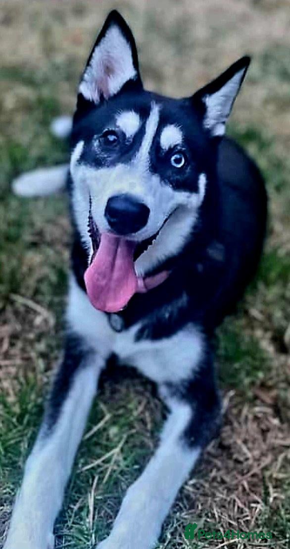 Siberian Husky dogs Female Siberian Husky - 8 Months Old - Advert 6