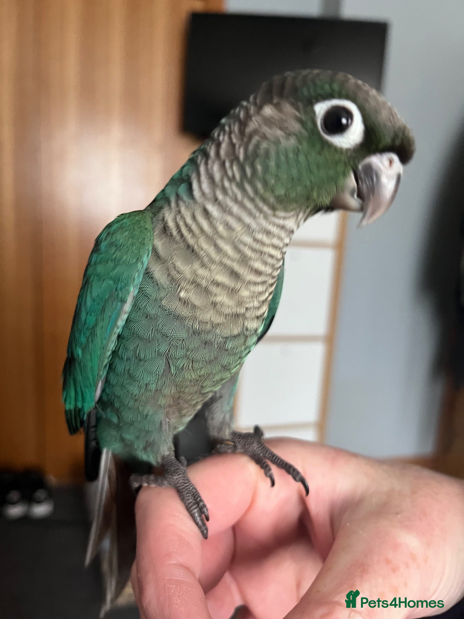 Conures birds Hand raised baby green cheek conures  - Advert 3