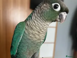 Conures birds Hand raised baby green cheek conures - Advert 3