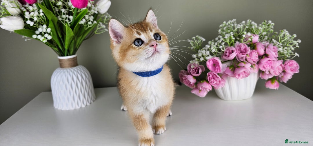 Scottish Fold cats for sale: READY NOW - TICA - SCOTTISH STRAIGHT BOY, NY12. - Image 2