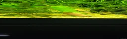 Plecos fish for sale: Different colour plecs - Advert 5