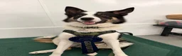 Border Collie dogs for sale: Male border collie  in Wigan - Advert 1