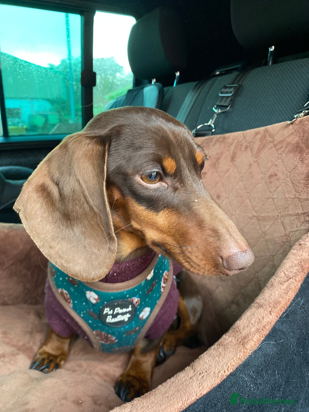 Miniature Dachshund dogs for sale: 1yo Miniature Dachshund - Advert 3
