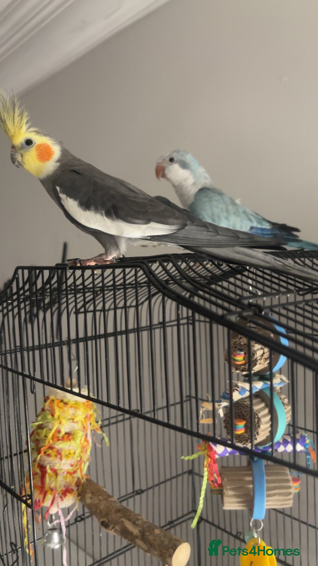 Cockatiels birds for sale: cockatiel and quaker parrot - Advert 2