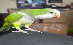 Parakeets birds for sale: Male Tame Quaker Parrot - Image 2
