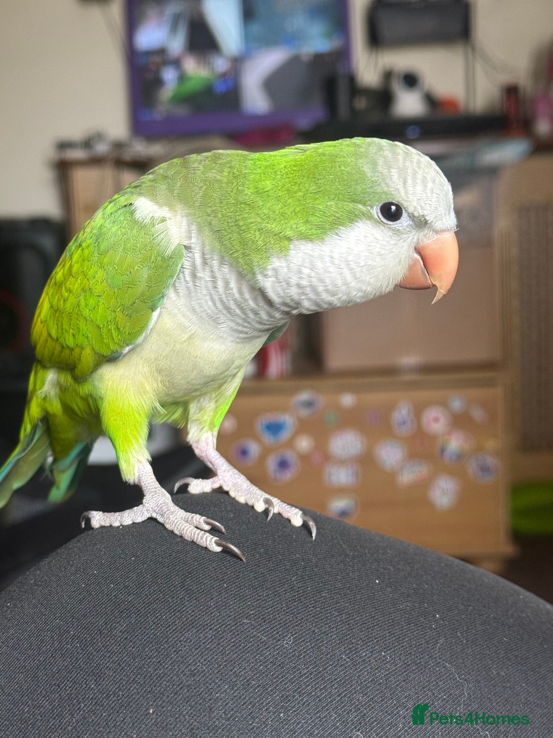 Parakeets birds for sale: Male Tame Quaker Parrot - Image 2
