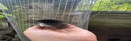 Chickens poultry for sale: Day old pekin chicks  - Advert 5
