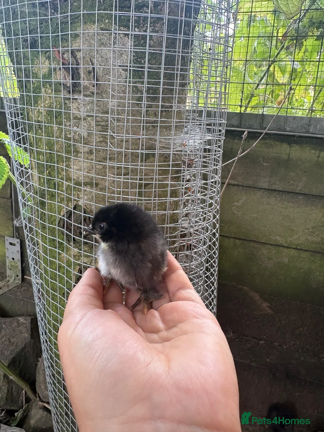 Chickens poultry for sale: Day old pekin chicks  - Advert 5
