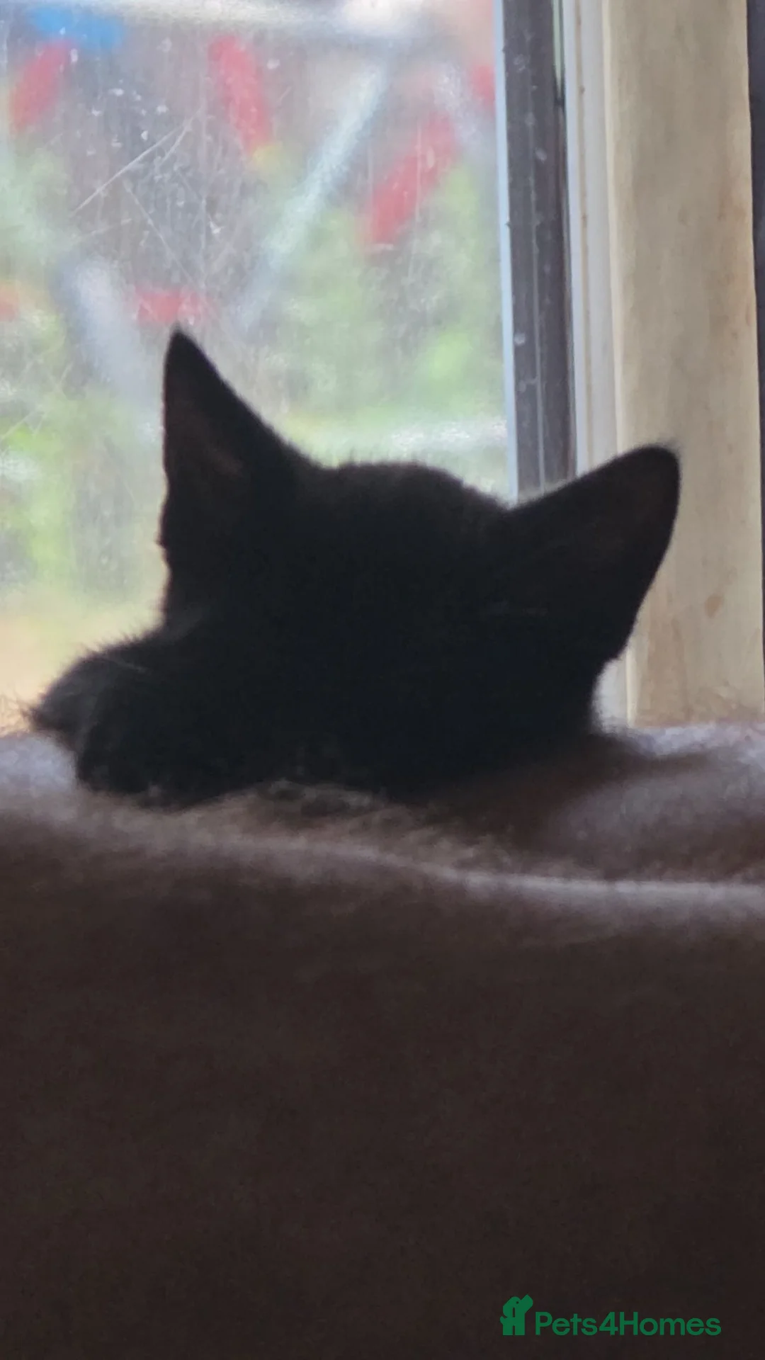 Mixed Breed cats for sale: Kittens ready for new homes - Advert 12