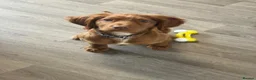 Cocker Spaniel dogs for sale: Cocker spaniel puppy in Durham - Advert 4