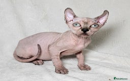 Sphynx cats for sale: Charming Tortie Kitten with TICA is ready now! - Image 12