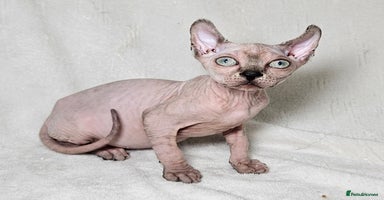 Sphynx cats - Advert 6