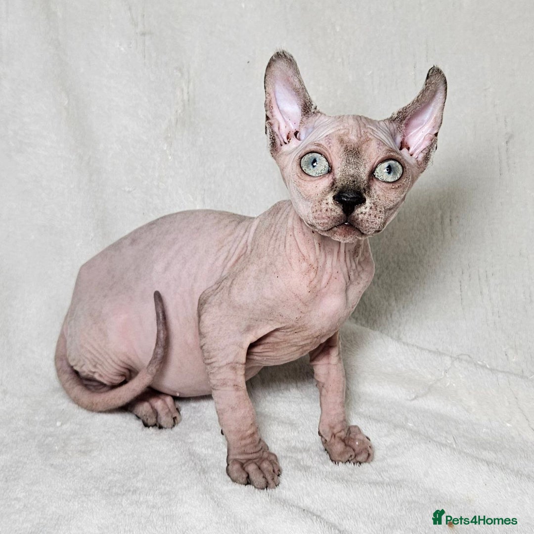 Sphynx cats for sale: Charming Tortie Kitten with TICA is ready now! - Image 12