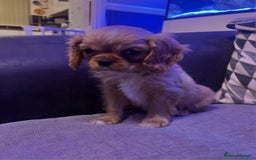 Cavalier King Charles Spaniel dogs for sale: Beautiful ruby ckcs puppies - Advert 8