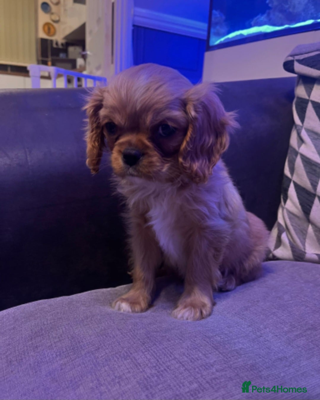 Cavalier King Charles Spaniel dogs for sale: Beautiful ruby ckcs puppies - Advert 8