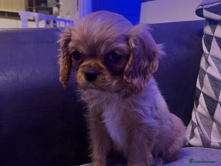 Cavalier King Charles Spaniel dogs Beautiful ruby ckcs puppies - Advert 12