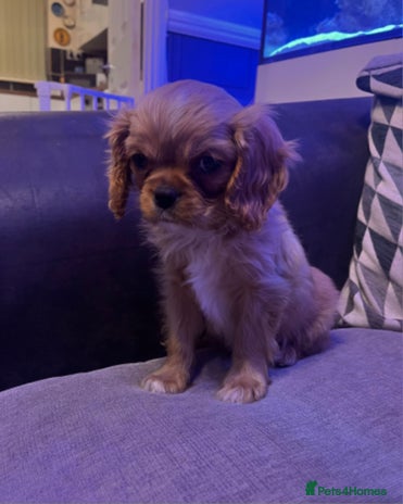 Cavalier King Charles Spaniel dogs Beautiful ruby ckcs puppies - Advert 1