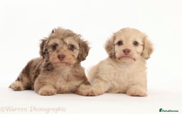 Doxiepoo dogs for sale: Adorable Doxiepoo puppies  - Image 10