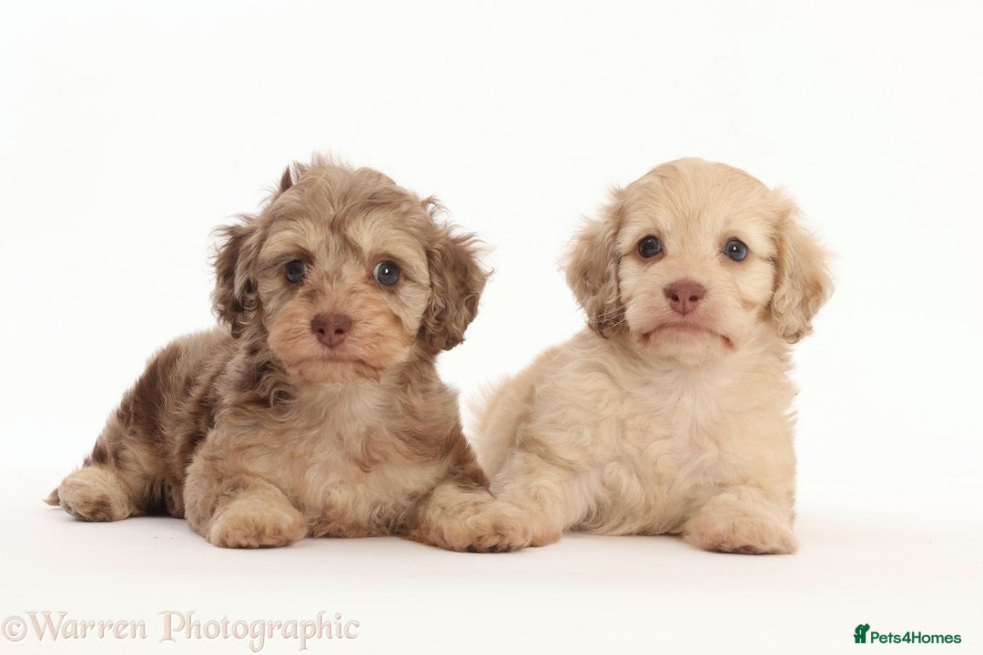 Doxiepoo dogs for sale: Adorable Doxiepoo puppies  - Image 10