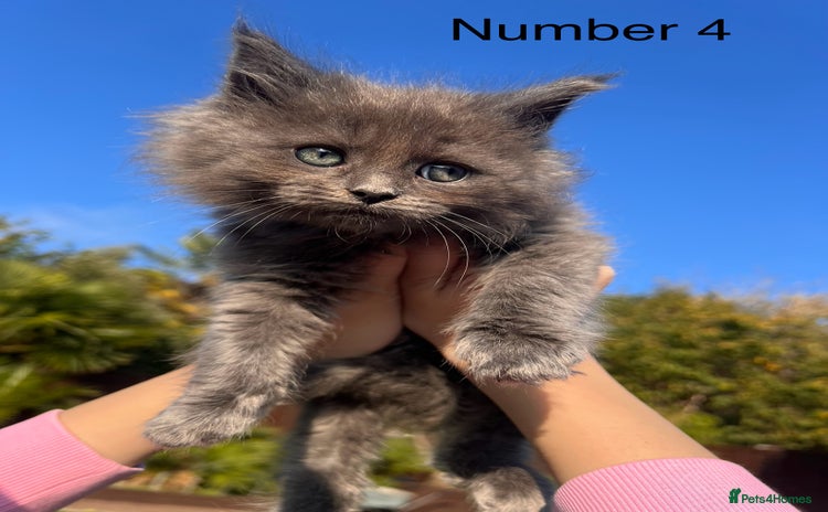 Ragdoll cats - Advert 16