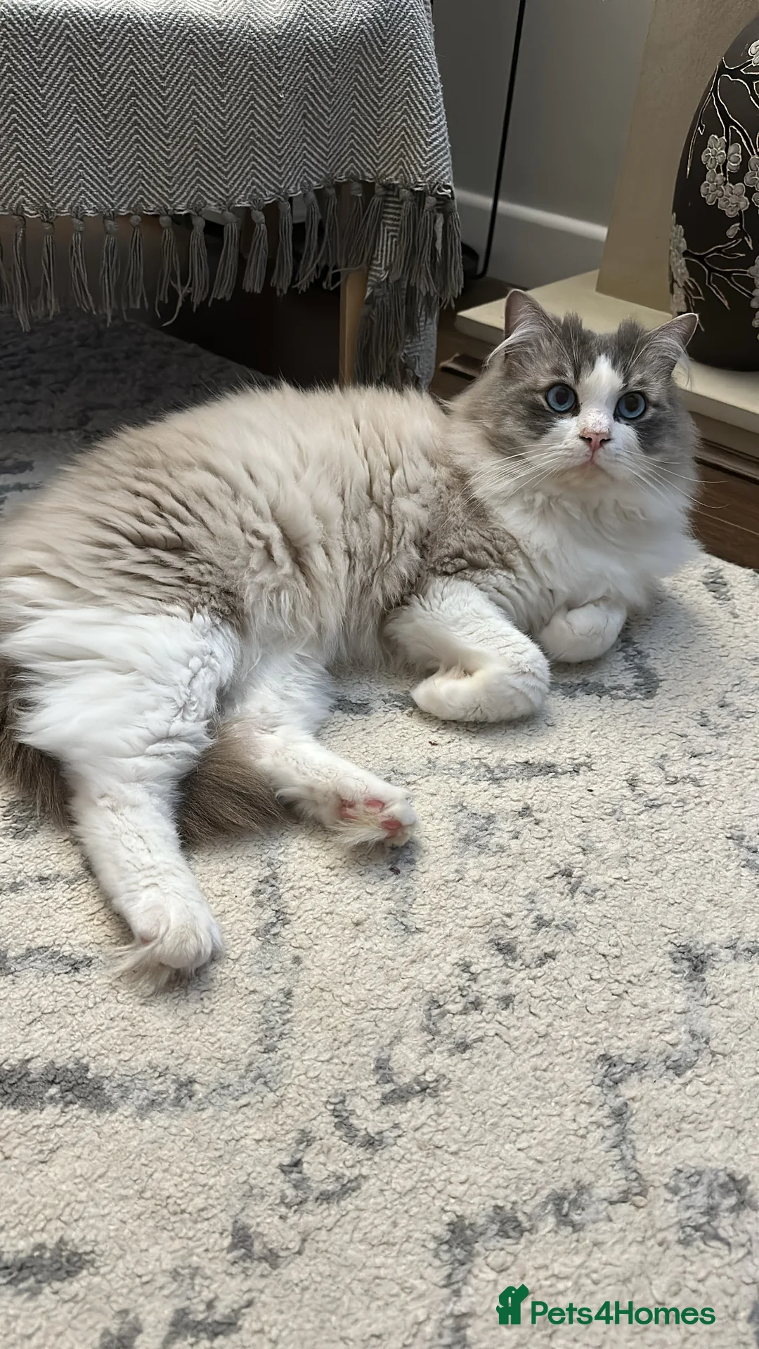 Ragdoll cats for stud: Bicolour Ragdoll Male for Stud in Mansfield - Advert 7