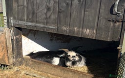 Goats livestock for sale: Galactica Astronaut Goliath  - Image 3