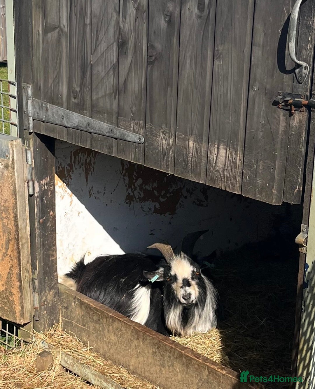 Goats livestock for sale: Galactica Astronaut Goliath  - Image 3