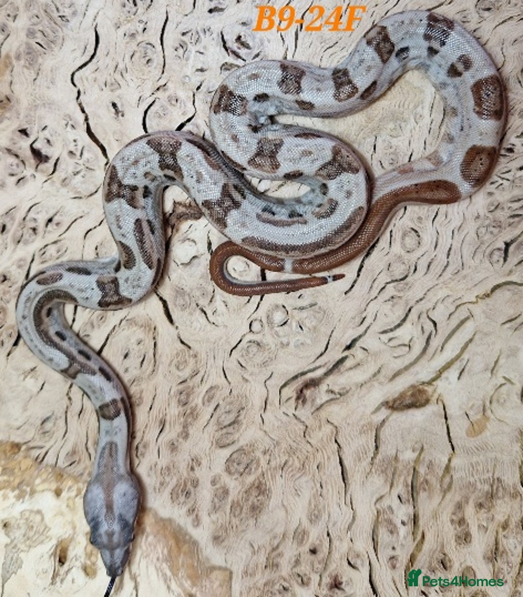 Boa Snake reptiles for sale: Choice of 25/25 VPI Boa moprhs, male and female. - Advert 4