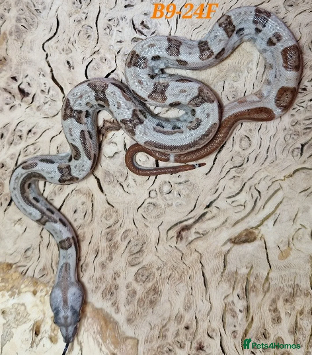 Boa Snake reptiles for sale: Choice of 2024/25 VPI Boa morphs, male and female. - Advert 4
