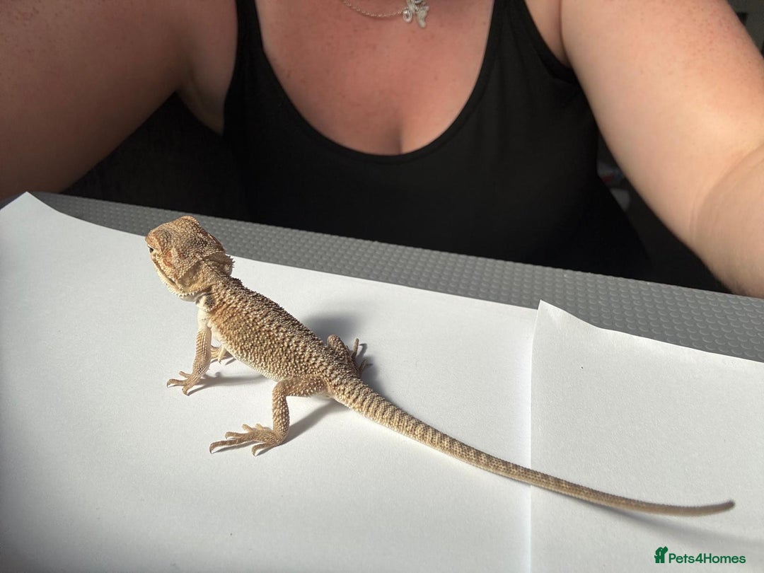 Bearded Dragon reptiles for sale: Baby beardies - Image 8
