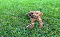 Cavapoo dogs for sale: Cavapoo Puppies for Sale - Image 8