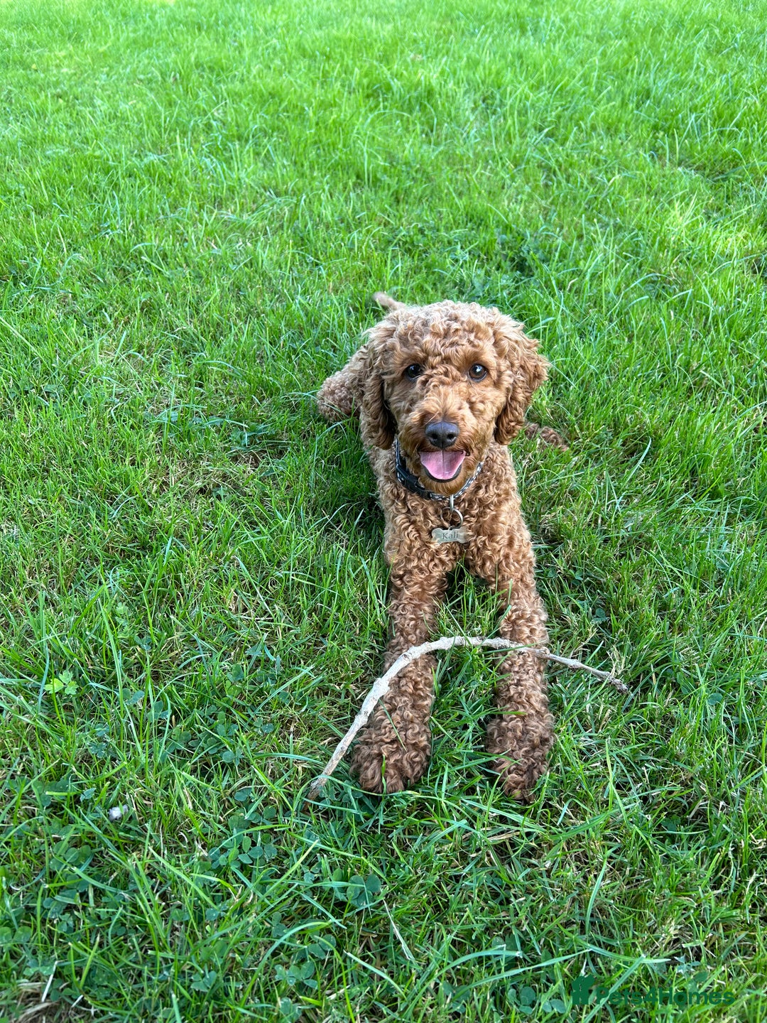 Cavapoo dogs for sale: Cavapoo Puppies for Sale - Image 8