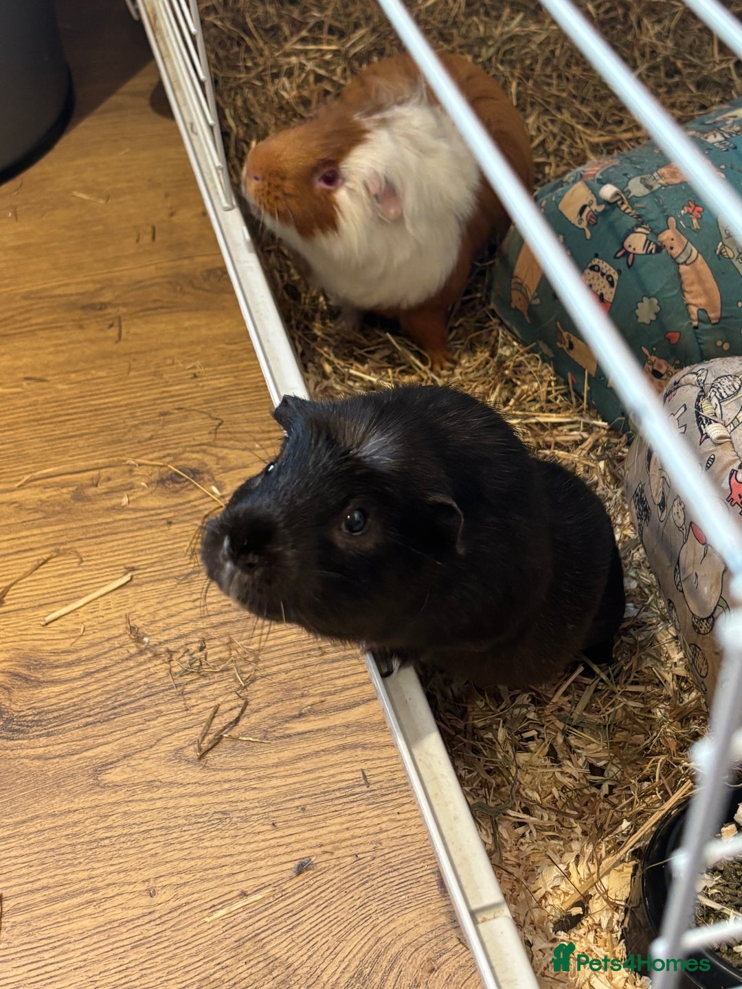 Guinea Pig rodents for sale: Guinea pigs - Advert 11