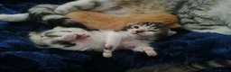Mixed Breed cats for sale: 4 beautiful kittens  - Advert 2