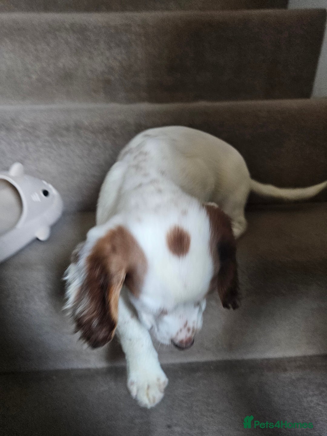 Cocker Spaniel dogs for sale: Hero the spaniel  - Image 9
