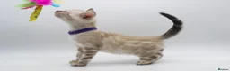 Bengal cats for sale: Stunning TICA Registered Bengal Kittens - Advert 6
