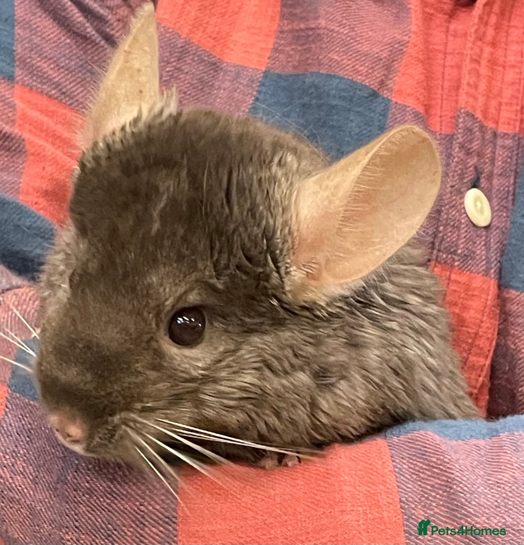 Chinchilla rodents for sale: Baby chinchillas  - Advert 1