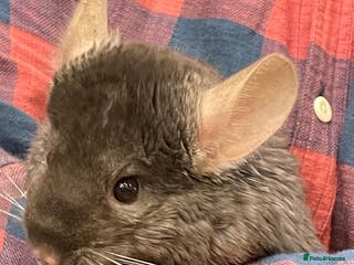 Chinchilla rodents Baby chinchillas - Advert 3