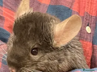 Chinchilla rodents Baby chinchillas - Advert 10